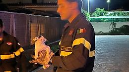 Gattino salvato dai Vigili del Fuoco, i ringraziamenti del sindaco Mosca
