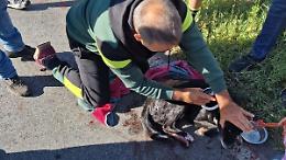 Investito e lasciato a bordo strada. Cane salvato dalle guardie ambientali