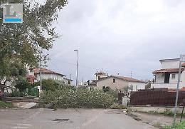 Maltempo: alberi caduti, lampioni divelti e mareggiate