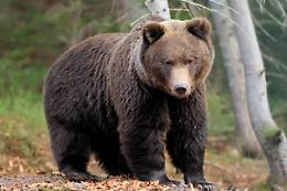 Aggredito da un'orsa ai margini del Parco nazionale d'Abruzzo