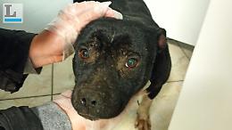 Cagnolina spaventata dai botti di Capodanno:  salvata sulla Pontina
