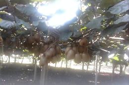 Siccità, è emergenza kiwi: il grido di allarme di Mantini
