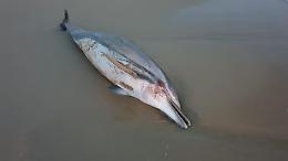 Carcassa di delfino rinvenuta in spiaggia, la segnalazione