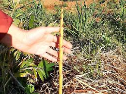 Germogli di bamb&ugrave; per gli hamburger: nasce a Fogliano il gourmet dei vegani