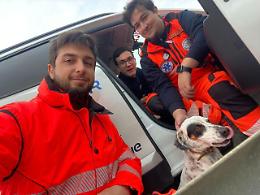 Latina, cane smarrito vaga sulla Pontina: salvato dai volontari