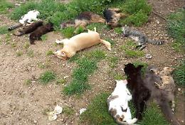 Strage di cani e gatti nel rifugio, 14 animali uccisi