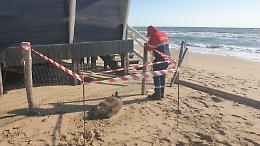 Carcassa di cinghiale sulla spiaggia la segnalazione da Sabaudia