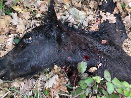 Cani-lupo, l'incubo di un allevatore: "Sbranati 27 puledri"
