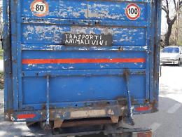 Trasportavano cavalli su un autocarro, veicolo sottposto a fermo