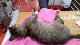 Gatti avvelenati a Casalazzara, è caccia al criminale
