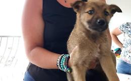 Salvataggio di un cucciolo "in trasferta", storia a lieto fine