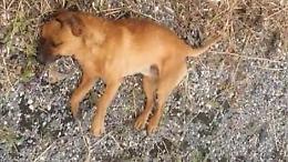 Latina, lanciano un cane dall'auto in corsa sulla Pontina