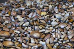 Sequestrati cinque chili di telline illegali