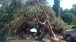 Grosso ramo cade sulle auto, paura a Borgo Grappa