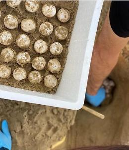 Caretta caretta, al Circeo il primo nido nel Lazio