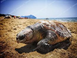 Rinvenuto un esemplare morto di Caretta caretta, la segnalazione