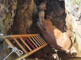 Cavallo cade nella cavità naturale, soccorso dai vigili del fuoco