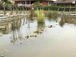 Laghetto del parco San Marco, presto l'incontro con le associazioni