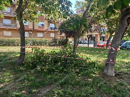 Albero cede di schianto e cade, paura nel parco Nilde Iotti