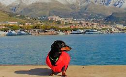 Zita, il bassotto ambasciatore delle città del Golfo