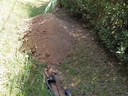 Carcasse di animali selvatici sulle strade, lo scaricabarile per la rimozione