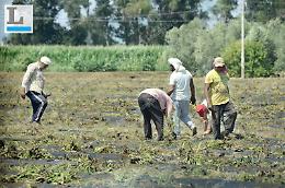 Morire di lavoro sui campi per 5 euro l'ora