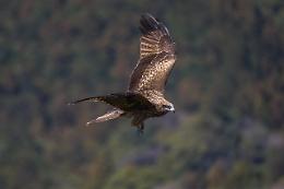 Rapace affamato cerca di mangiare un canarino ma ferisce la padrona