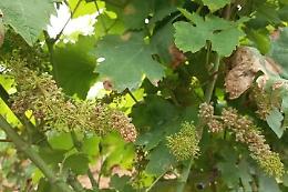 Peronospora, dalla giunta di Sermoneta la richiesta dello stato di calamità