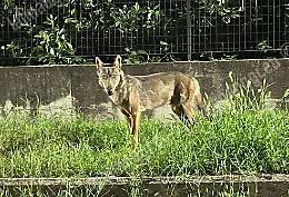 «Attenti al lupo», in paese è psicosi