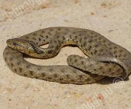Allarme in spiaggia per la presenza di un serpente