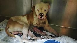 Cane legato al palo, anche la Lndc sporge denuncia