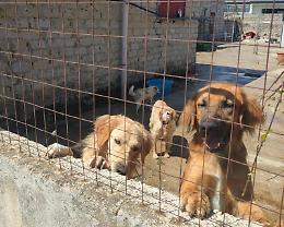 Novanta cani in salute: «Ma adesso adottate»
