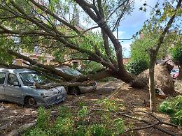 Raffiche di vento, un albero cade sulle auto in sosta: 6 vetture danneggiate