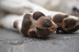 Investe un cucciolo e poi scappa via
