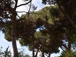 La cocciniglia spaventa Campoverde