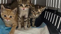 Gattini abbandonati soccorsi dall'associazione Amici del Birillo