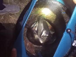 Pesca di frodo nelle acque interne, scattano le sanzioni