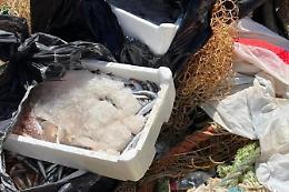 Un quintale e mezzo di pesce sequestrato