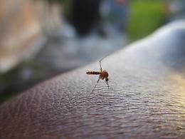 Caso sospetto di Dengue, scatta l'ordinanza del sindaco