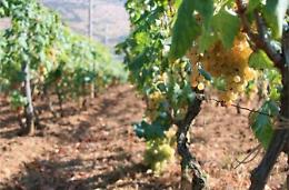 Cantine aperte in vendemmia, evento per gli enoturisti