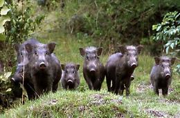 Dopo l'ordinanza anti-cinghiale, ora scatta la caccia  con le trappole
