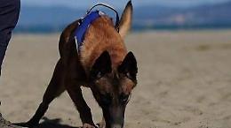 Arrivano i “Tarta Dogs”,  i cani che cercano i nidi di tartaruga marina