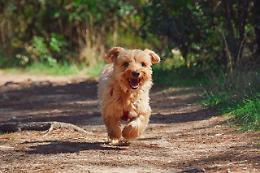 Chiude il cane in macchina e va al mare, 43enne a processo