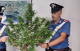 Trovato dopo una perquisizione in casa in possesso di una pianta di marijuana