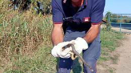 Trova un serpente in casa nascosto nella cassetta elettrica