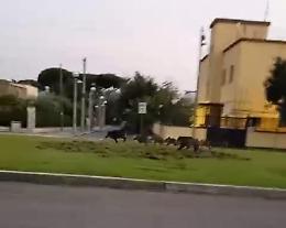 Cinghiali a spasso in via Conte Verde, le immagini diventano virali
