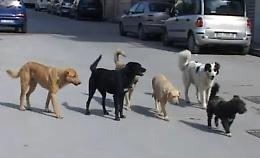 Animali abbandonati in strada, un salvataggio ogni cinque giorni