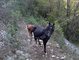 Semprevisa, sorgente fuori uso e cavalli  in pericolo