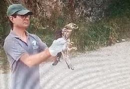 Liberato dopo le cure il rapace ferito sull'isola di Ponza