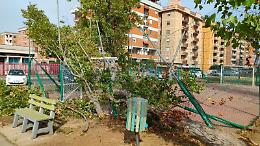 Vento forte, albero cade sul campetto di piazza Moro